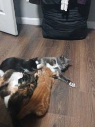 Reunited Female Cat last seen Sunset park, Brooklyn, NY 11220