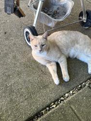 Found/Stray Female Cat last seen Salem Street and Adams Street, Rockton, IL 61072