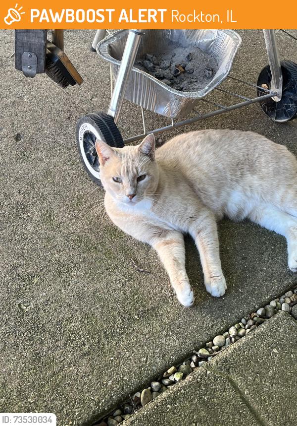 Found/Stray Female Cat last seen Salem Street and Adams Street, Rockton, IL 61072