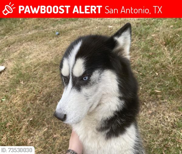 Lost Male Dog last seen Dahlia Terrace, San Antonio, TX 78218