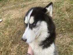 Lost Male Dog last seen Dahlia Terrace, San Antonio, TX 78218