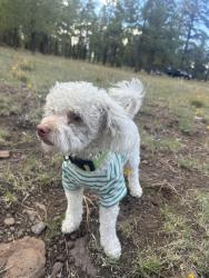 Lost Male Dog last seen Near Ave and McDowell, Phoenix, AZ 85035