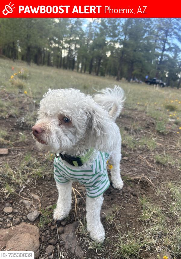 Lost Male Dog last seen Near Ave and McDowell, Phoenix, AZ 85035