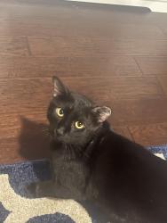 Lost Male Cat last seen Clearwater Drive and Creek Bend Drive, Midlothian, TX 76065
