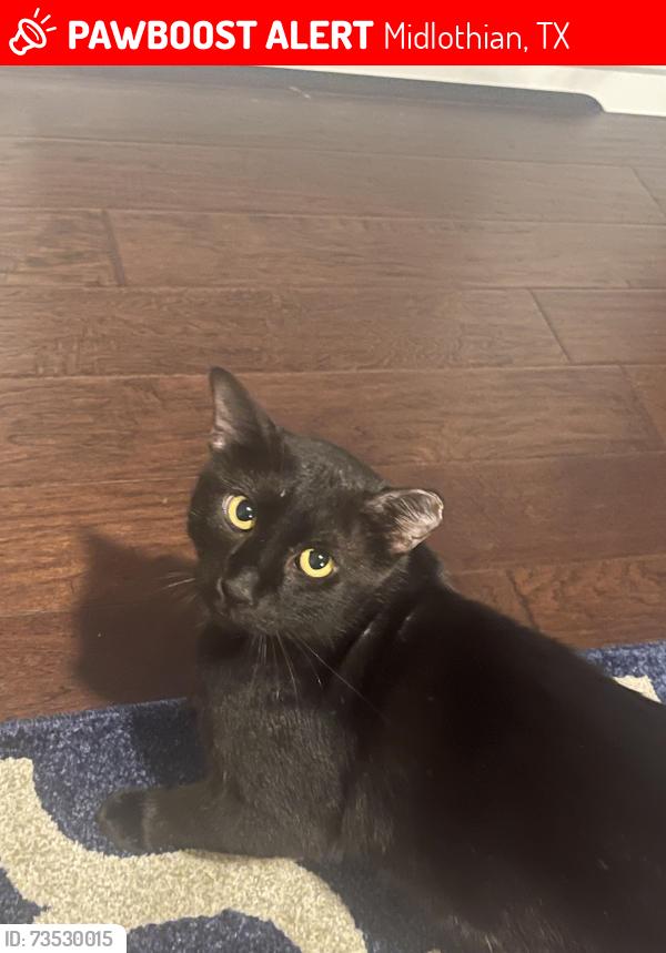 Lost Male Cat last seen Clearwater Drive and Creek Bend Drive, Midlothian, TX 76065