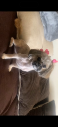 Lost Female Dog last seen Near Hamilton ave, Baltimore, MD 21206
