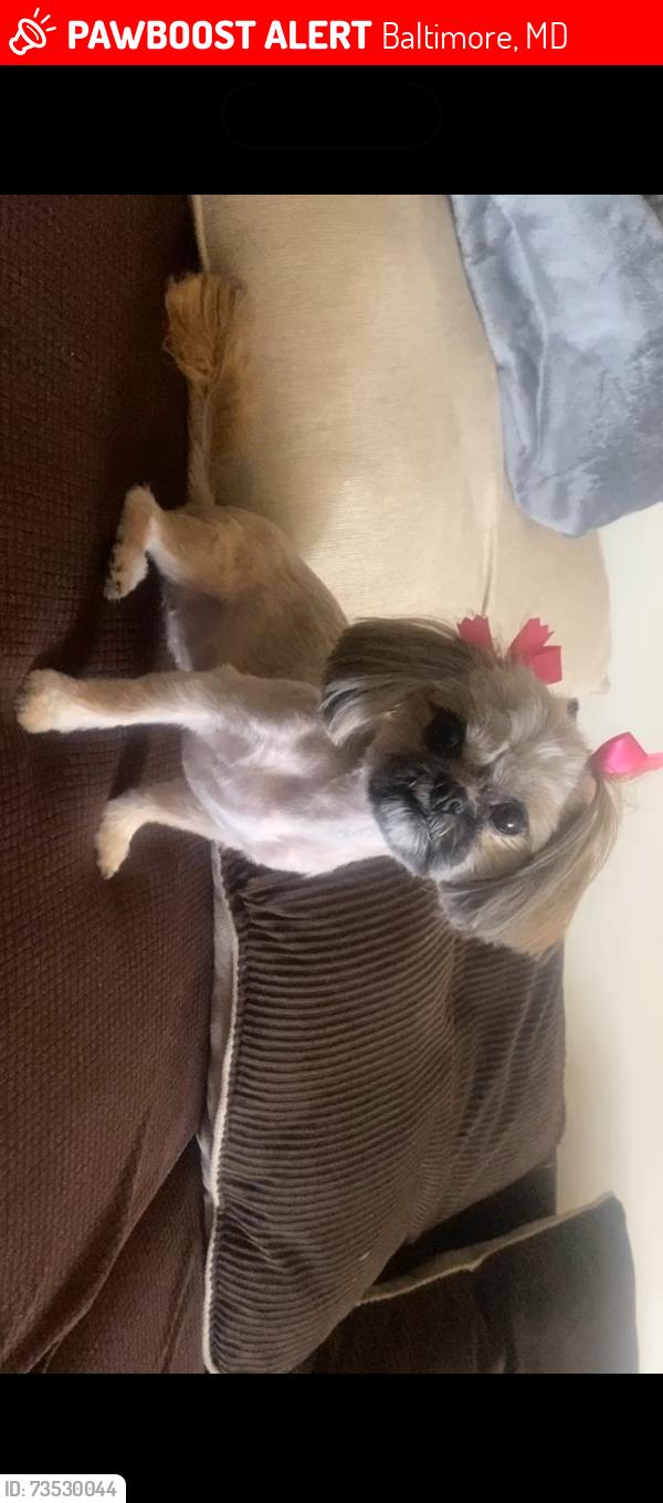 Lost Female Dog last seen Near Hamilton ave, Baltimore, MD 21206
