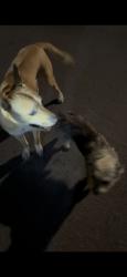 Found/Stray Unknown Dog last seen Norcross Rd, Chattanooga, TN 37343