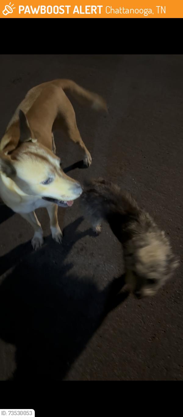 Found/Stray Unknown Dog last seen Norcross Rd, Chattanooga, TN 37343