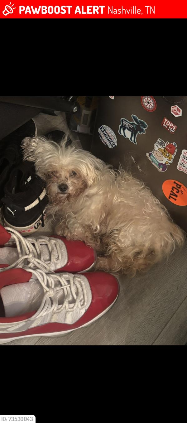 Lost Female Dog last seen Neelys bend,madison,canton pass, Nashville, TN 37115