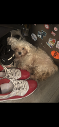 Lost Female Dog last seen Neelys bend,madison,canton pass, Nashville, TN 37115