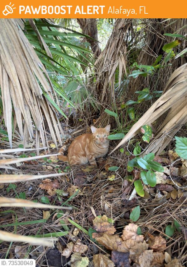 Found/Stray Male Cat last seen Stone Forest, Alafaya, FL 32828