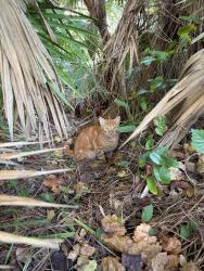 Found/Stray Male Cat last seen Stone Forest, Alafaya, FL 32828