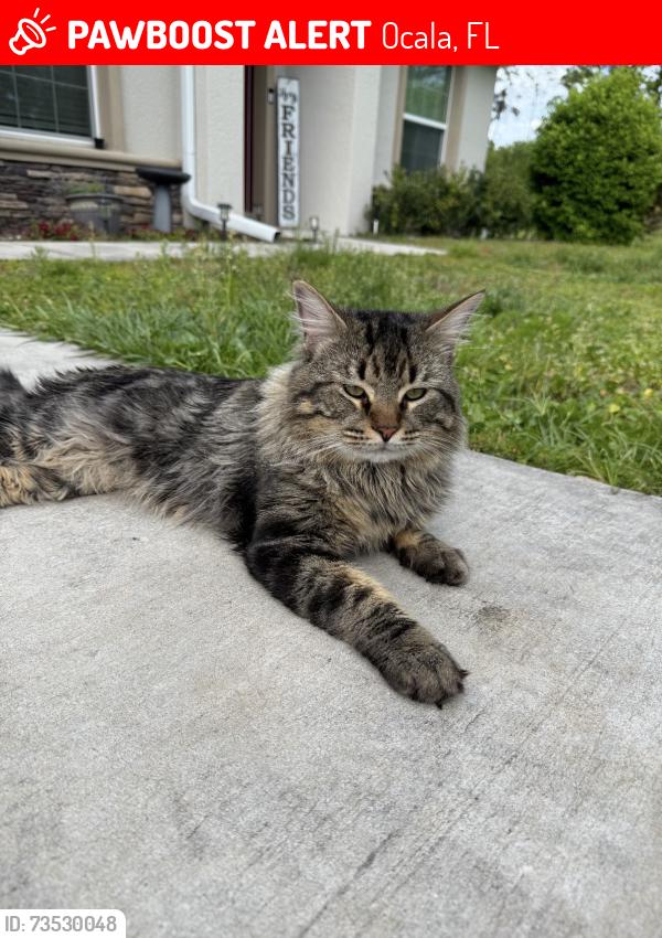 Lost Male Cat last seen Home, Ocala, FL 34476
