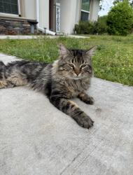Lost Male Cat last seen Home, Ocala, FL 34476