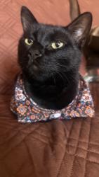 Lost Female Cat last seen unser/gibson/86th st/camino san martín, Albuquerque, NM 87121