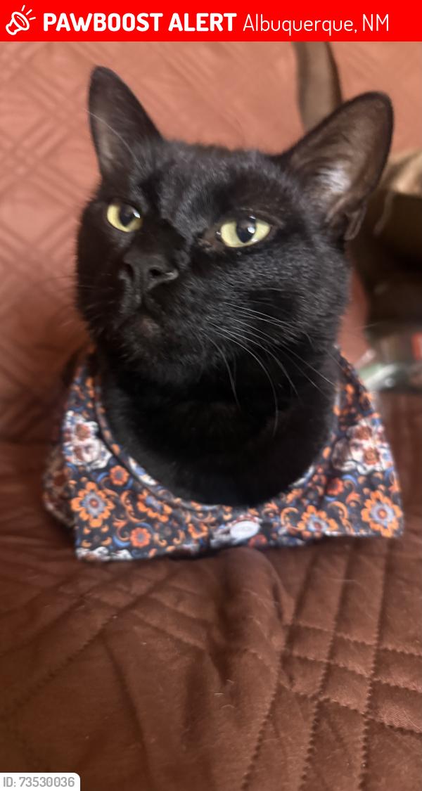 Lost Female Cat last seen unser/gibson/86th st/camino san martín, Albuquerque, NM 87121