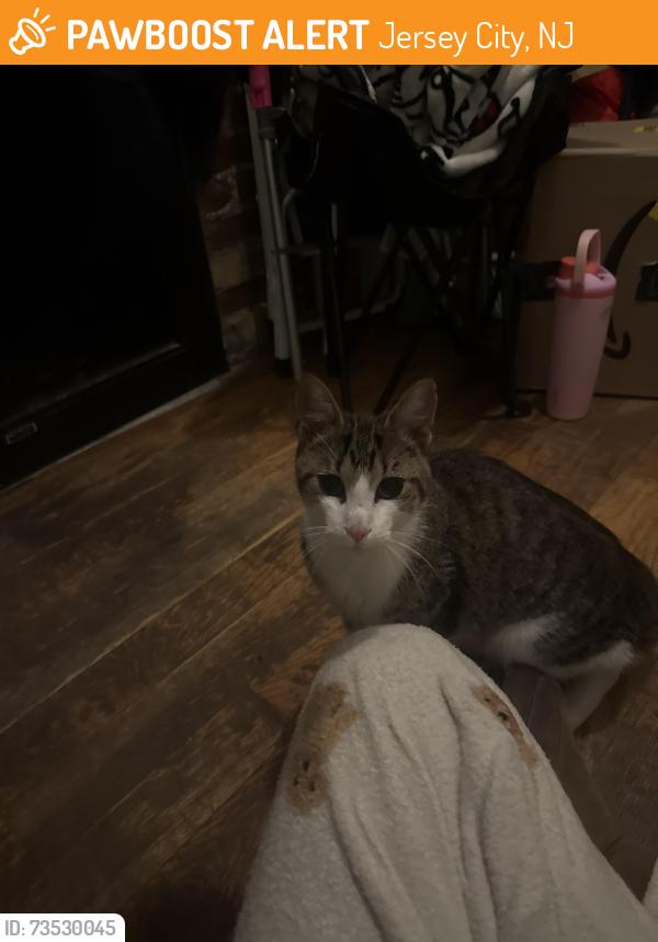 Found/Stray Unknown Cat last seen Blimbies Sandwiches, Jersey City, NJ 07306