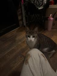 Found/Stray Unknown Cat last seen Blimbies Sandwiches, Jersey City, NJ 07306