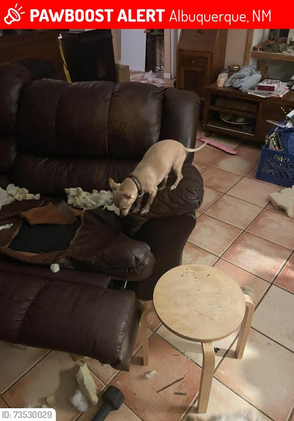Lost Female Dog last seen Colleen Ave and Mckinney, Albuquerque, NM 87109