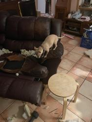 Lost Female Dog last seen Colleen Ave and Mckinney, Albuquerque, NM 87109