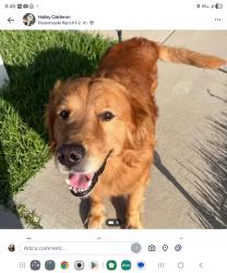 Lost Male Dog last seen Elizabeth and rosemeade, Carrollton, TX 75007