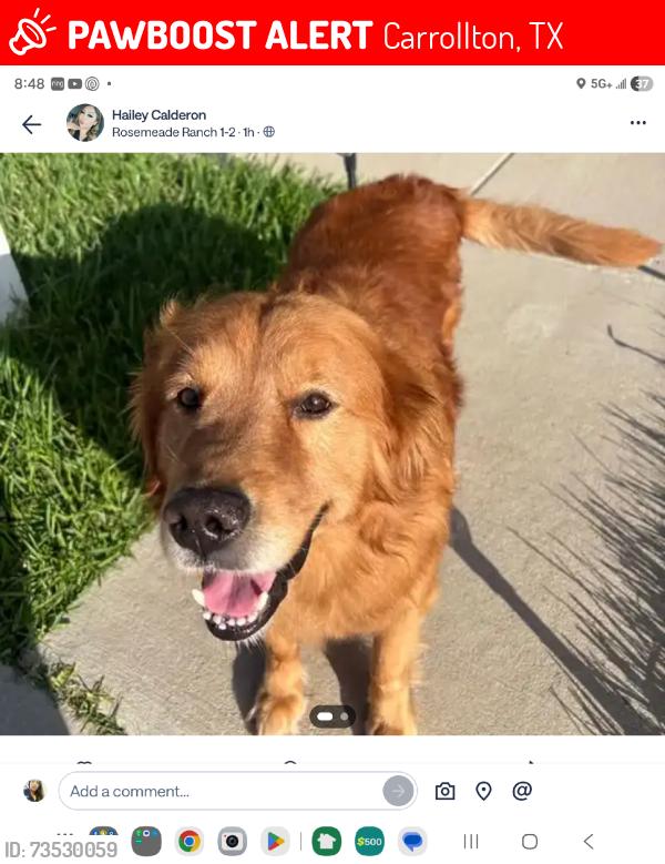 Lost Male Dog last seen Elizabeth and rosemeade, Carrollton, TX 75007