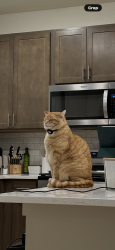 Lost Male Cat last seen Learmont, Meridian, ID 83642