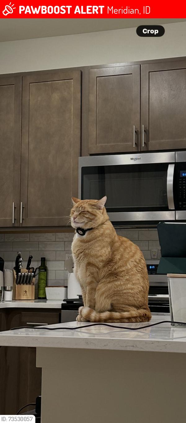 Lost Male Cat last seen Learmont, Meridian, ID 83642