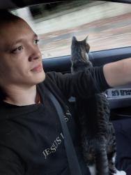 Reunited Female Cat last seen Doordashing around Cincy.. unsure where she got out. Noticed she was missing at Meijer near Norwood and had just come from Kroger on Short Vine and Burnett Park and Hopple St Wendy's, Cincinnati, OH 45223