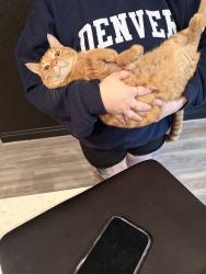 Reunited Male Cat last seen Near Straight Oaks, San Antonio, TX 78254, USA, San Antonio, TX 78254