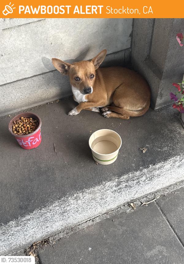 Found/Stray Male Dog last seen San Joaquin Catholic Cemetery, Stockton, CA 95204