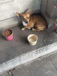 Found/Stray Male Dog last seen San Joaquin Catholic Cemetery, Stockton, CA 95204