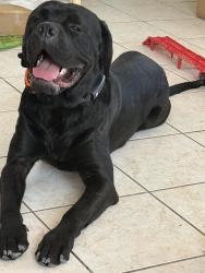 Reunited Male Dog last seen Lake Mead & MLK, Las Vegas, NV 89106
