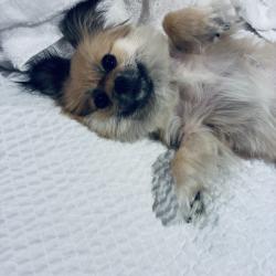 Lost Female Dog last seen Pricehill pit stop convinent store, Cincinnati, OH 45205
