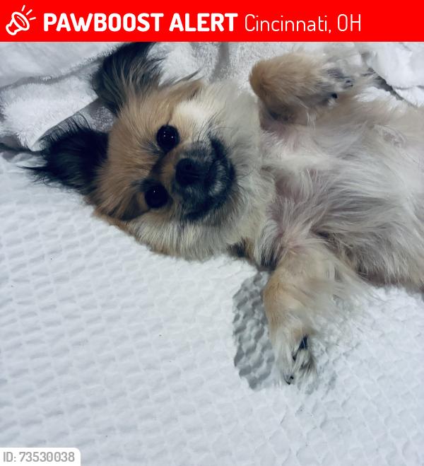 Lost Female Dog last seen Pricehill pit stop convinent store, Cincinnati, OH 45205