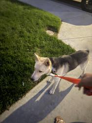 Found/Stray Male Dog last seen Mossy oak, San Jacinto, CA 92582