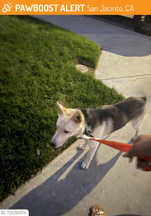 Found/Stray Male Dog last seen Mossy oak, San Jacinto, CA 92582