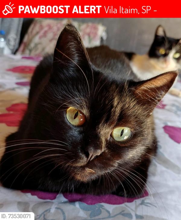 Lost Female Cat last seen hosp santa marcelina do itaim paulista, Vila Itaim, SP 08110-810