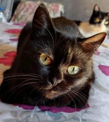 Lost Female Cat last seen hosp santa marcelina do itaim paulista, Vila Itaim, SP 08110-810