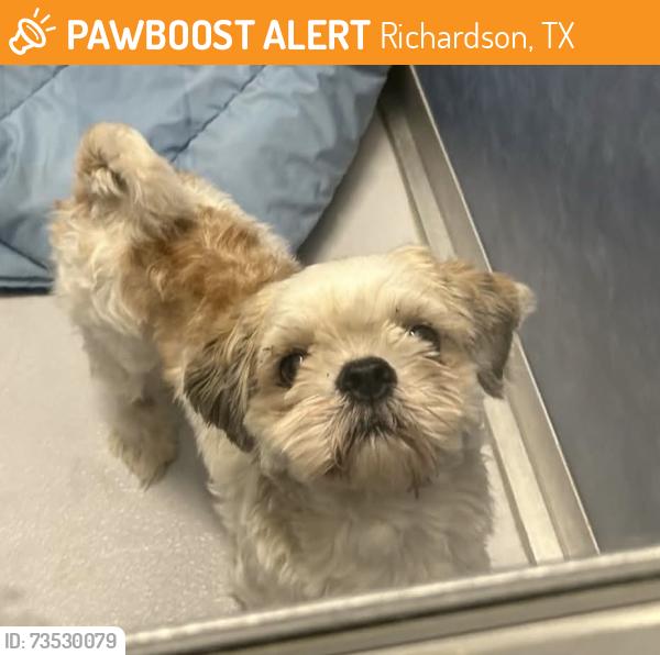 Found/Stray Male Dog last seen Richardson TX, Richardson, TX 75083