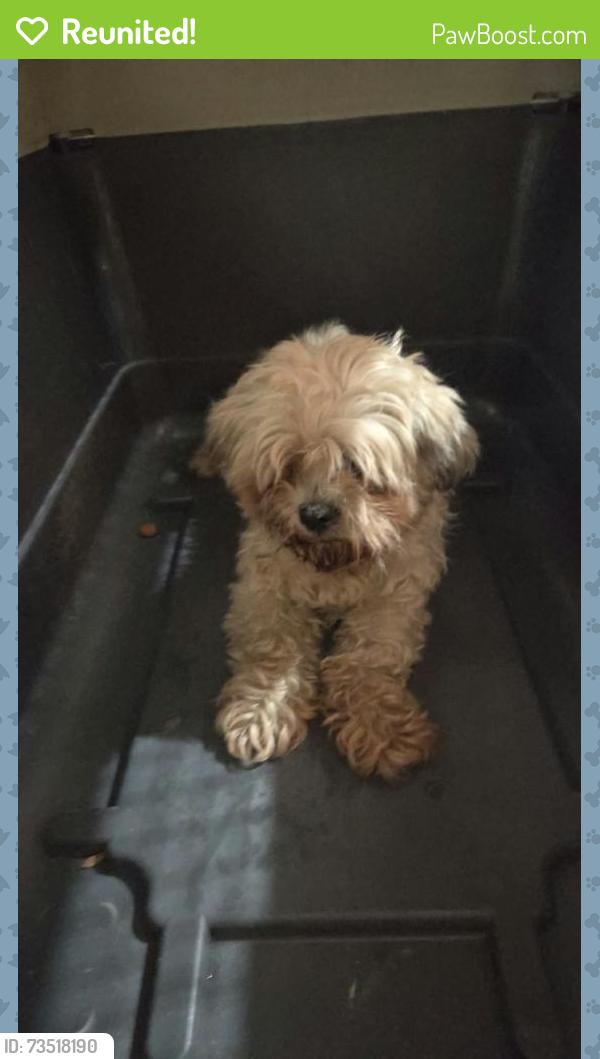 Reunited Unknown Dog last seen Bryan Rd Mission, Mission, TX 78572