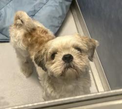 Found/Stray Male Dog last seen Richardson TX, Richardson, TX 75083