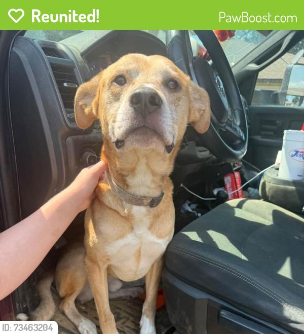 Reunited Male Dog last seen Viking Trail Drive and Manor Hills Street, Alexandria, MN 56308