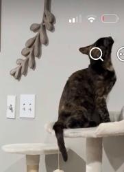 Lost Female Cat last seen Yellow jacket st, Cleburne, TX 76033