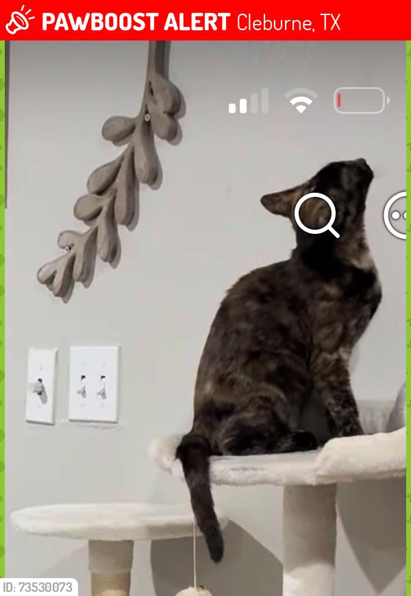 Lost Female Cat last seen Yellow jacket st, Cleburne, TX 76033