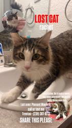 Lost Male Cat last seen Lewis Soccer Fields, Fayetteville, AR 72703