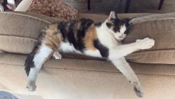 Lost Female Cat last seen Hashem, Modesto, CA 95355