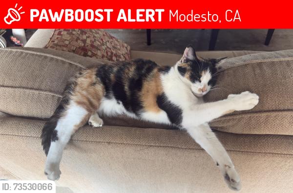 Lost Female Cat last seen Hashem, Modesto, CA 95355