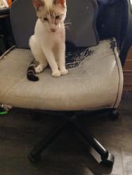 Found/Stray Male Cat last seen River rd and Gulf dr near US 19, New Port Richey, FL 34652